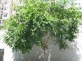 Allee Lacebark Elm / Ulmus parvifolia 
